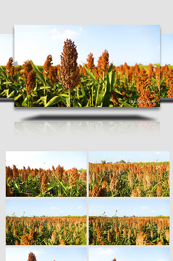 秋季高粱地红高粱实拍图片