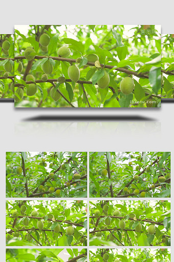 果树桃子果实桃树4K实拍图片