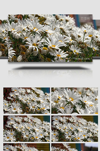 自然春天小雏菊唯美植物实拍视频图片