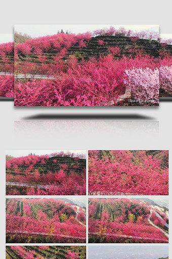 红樱花漫山遍野花海风光航拍图片