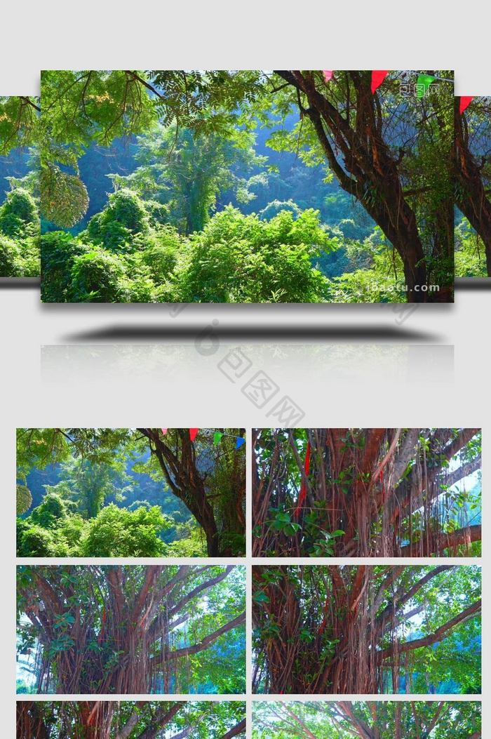 云南西双版纳热带雨林榕树林实拍
