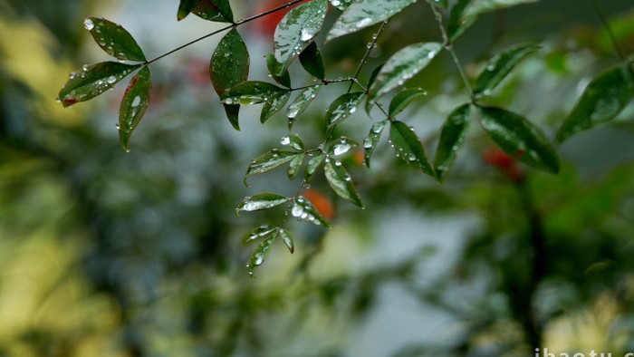 唯美自然春天雨中植物实拍视频