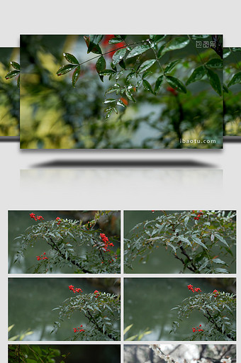 唯美自然春天雨中植物实拍视频图片