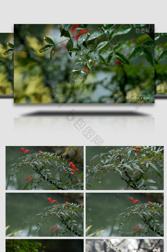 唯美自然春天雨中植物实拍视频