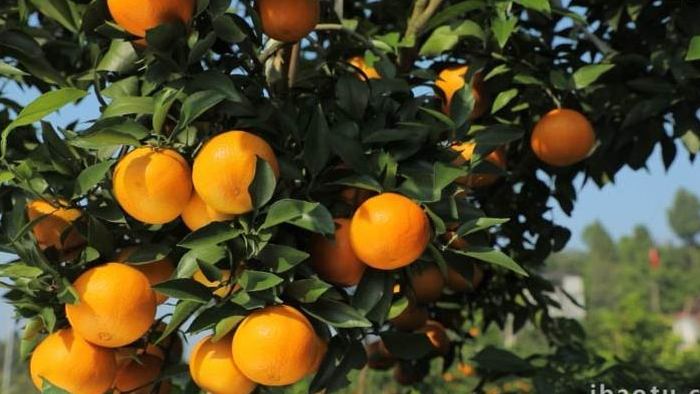 农产品展示清新爱媛果粒橙实拍