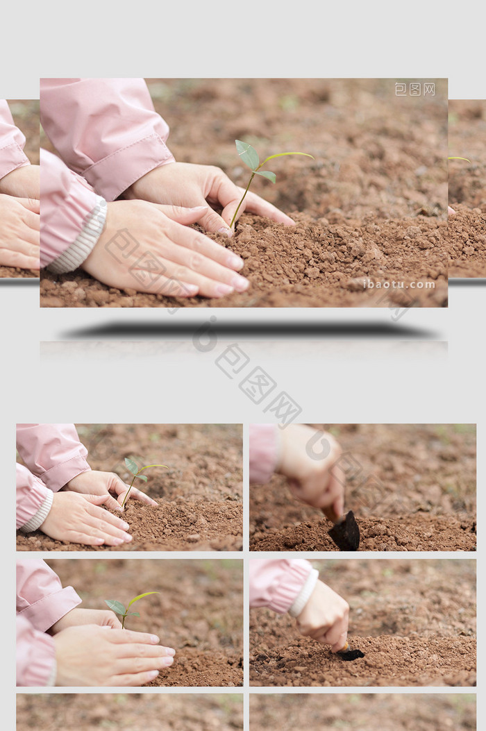 栽种幼苗植树造林实拍视频