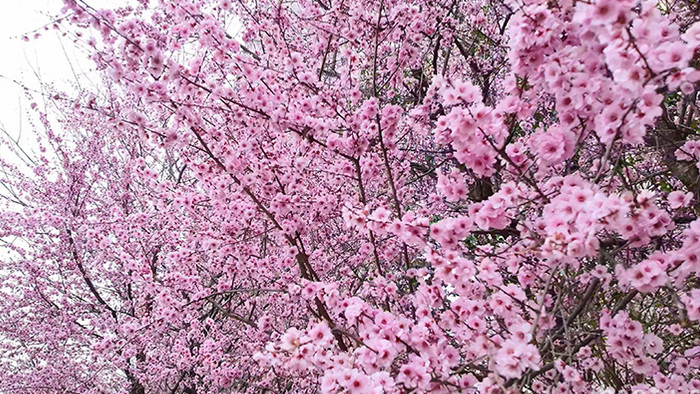 自然春天唯美绽放的美人梅实拍