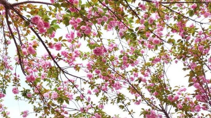 春季清新唯美樱花实拍