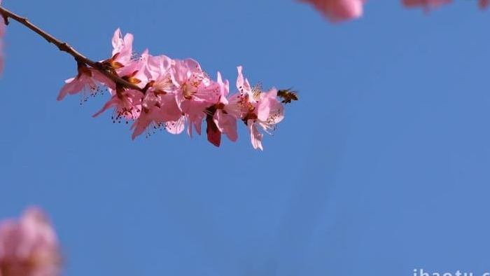 唯美春天桃花盛开空镜实拍