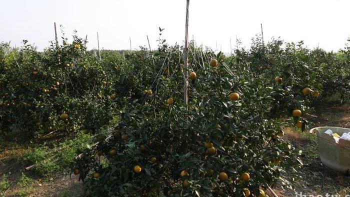 自然农业种植柑橘实拍