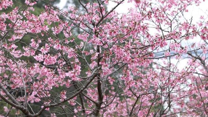 自然樱花盛开实拍