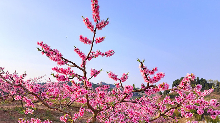 自然风光春天桃花盛开特写实拍
