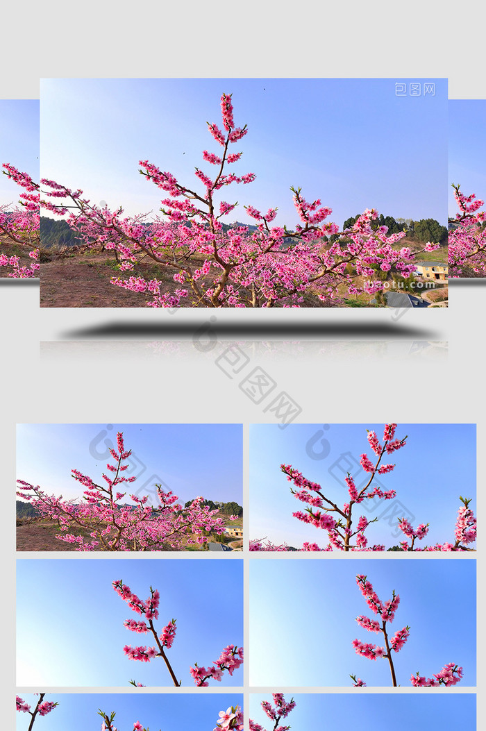 自然风光春天桃花盛开特写实拍