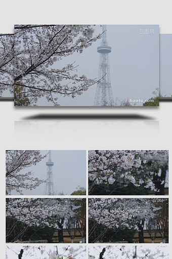 唯美春天城市樱花苏州东吴塔实拍图片