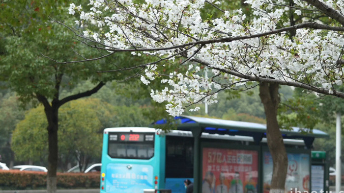 唯美春天城市樱花公交车站实拍