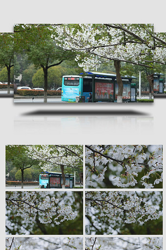 唯美春天城市樱花公交车站实拍图片