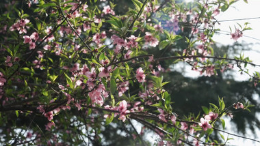 唯美春天桃花盛开逆光空镜实拍