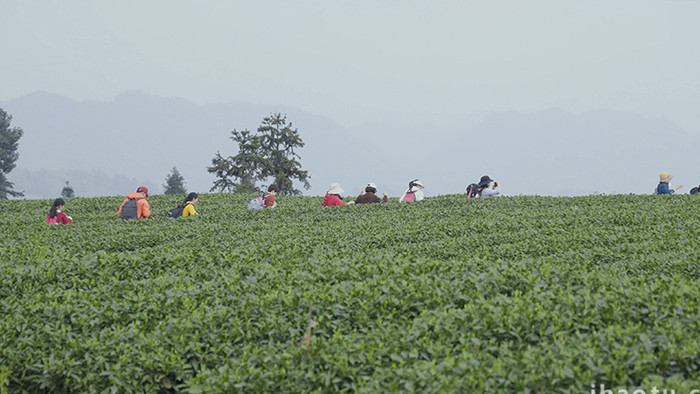 自然茶山茶园外出春游采茶实拍