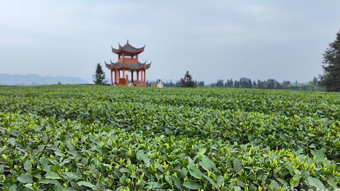 自然大气清新茶园茶山茶树实拍