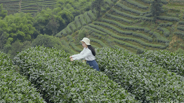 小清新女孩在茶园采茶实拍