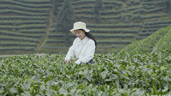 唯美清新风女孩在茶园采茶实拍