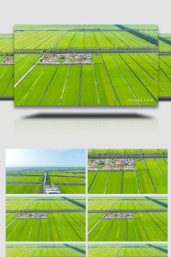 春季农业绿色麦田土地4K航拍图片