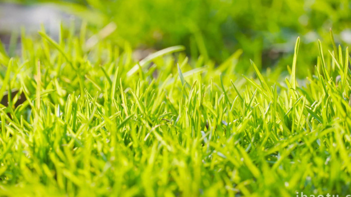 春天生机植物阳光青草4K实拍