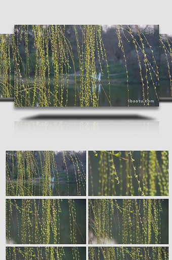 生机植物春天柳树枝条4K实拍图片