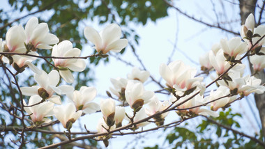 春季花朵生机植物白玉兰4K实拍
