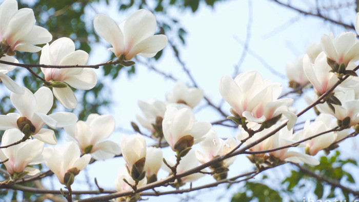 春季花朵生机植物白玉兰4K实拍