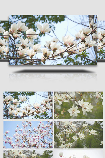 春季花朵生机植物白玉兰4K实拍图片