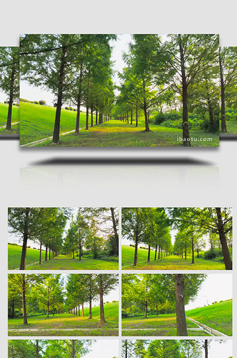 春日风光水杉树绿色树林4K航拍图片