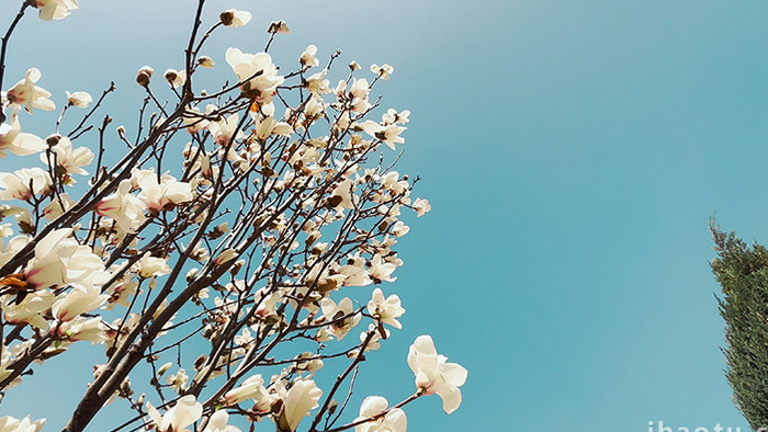 清新春暖花开白色玉兰花实拍视频