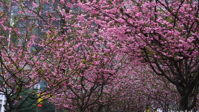 春季红色海棠花实拍素材