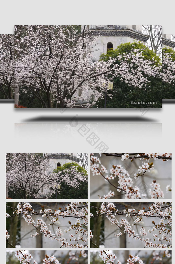 春季公园紫叶李盛开实拍素材