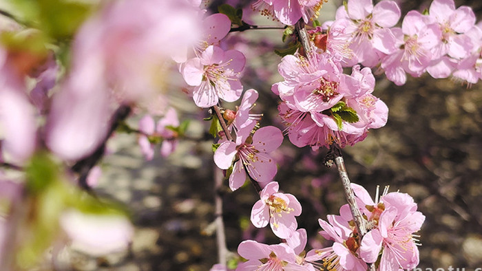 春天鲜艳粉色桃花盛开实拍视频