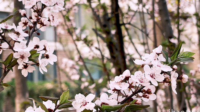 唯美春天盛开的小樱花掉落实拍