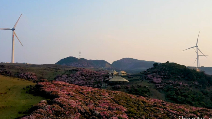 航拍高坡草场杜鹃花