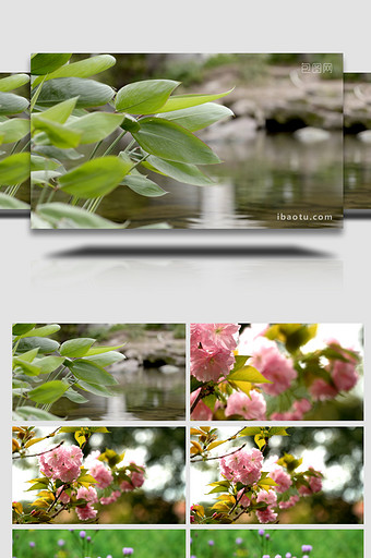 唯美的小清新春天的植物实拍4K图片