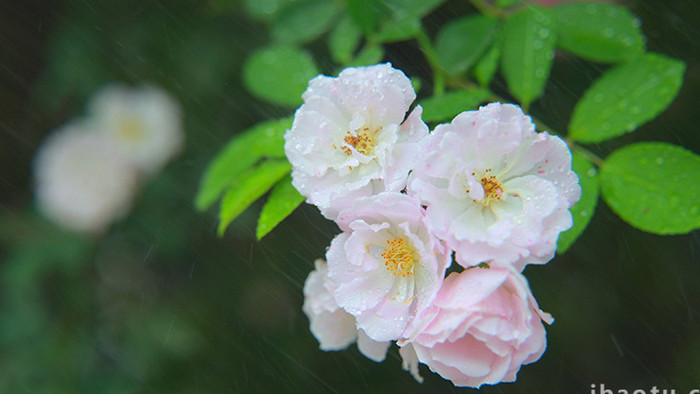 自然春季唯美盛开的蔷薇花实拍
