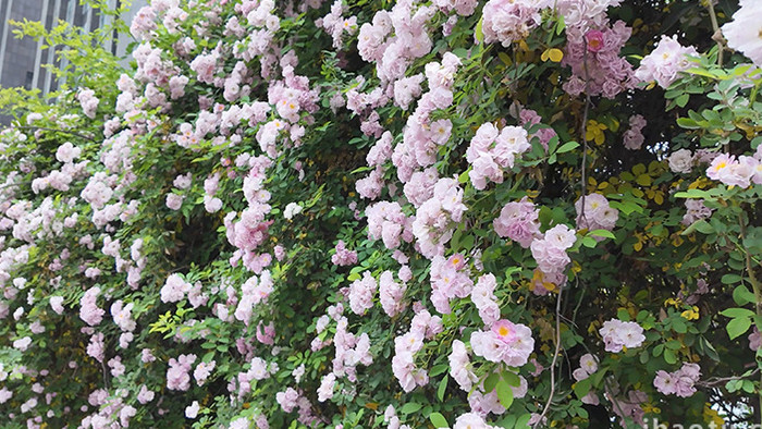 自然春季唯美盛开的蔷薇花海实拍