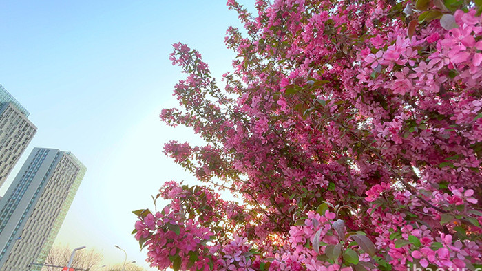 粉色治愈城市春天盛开海棠花实拍