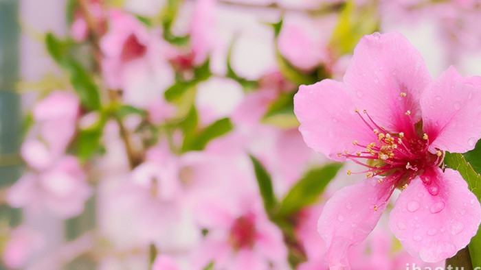 清新粉色雨后水珠桃花盛开实拍
