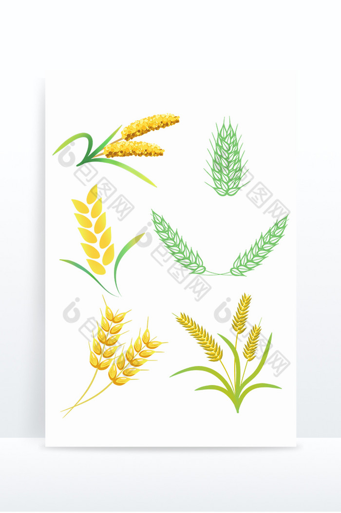 小满节气麦子小麦麦穗图片图片