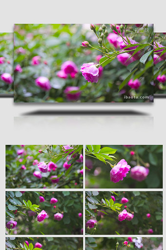春天花朵雨后唯美蔷薇花4K实拍图片