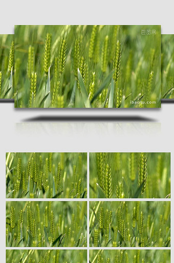 春日风光田中绿色小麦随风摇摆图片