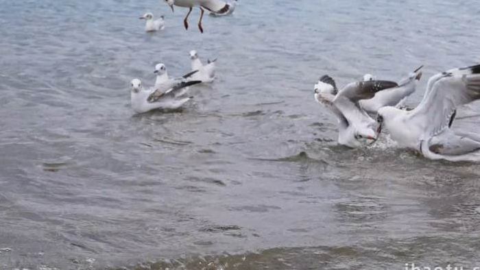 泸沽湖边戏水的海鸥鸟类特写实拍