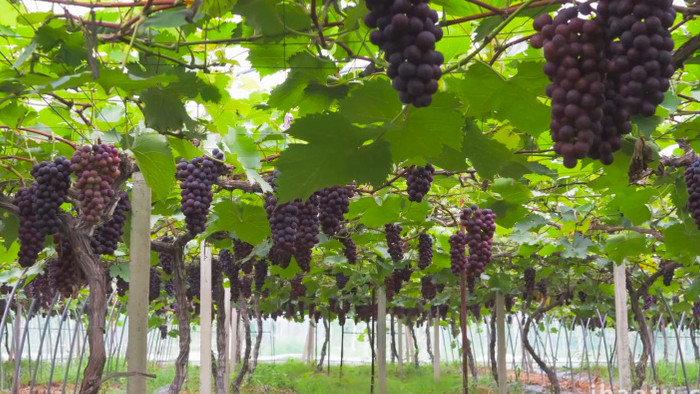 春季农业葡萄园葡萄种植4K实拍