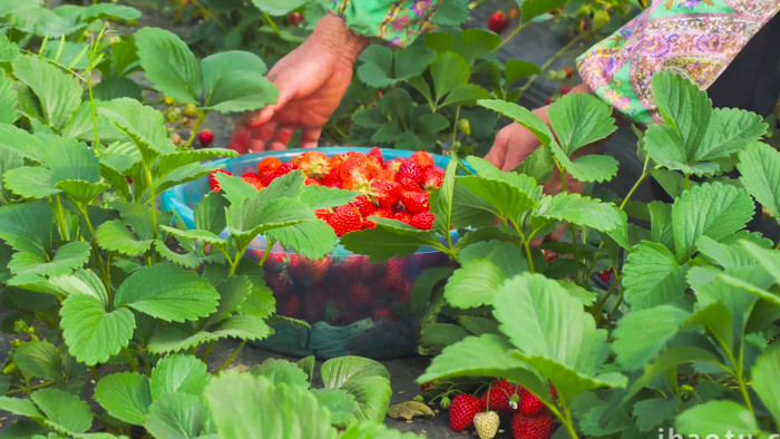 春季农业草莓大棚采草莓4K实拍