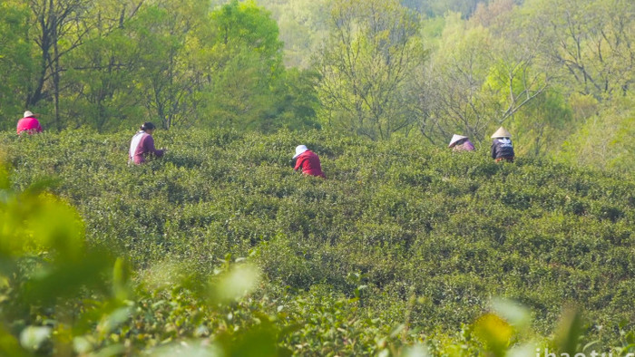 春季农业春茶采茶茶园4K实拍